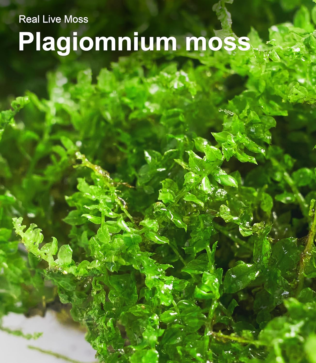 Live Moss Duo Pack 2 Types of Real Live Sheet/Sphagnum Moss for Terrariums, Terrarium Mosses Landscaping, Reptile Tank Accessories, Snake & Gecko Humidity Substrate Mosses for Crafts & Plant Décor