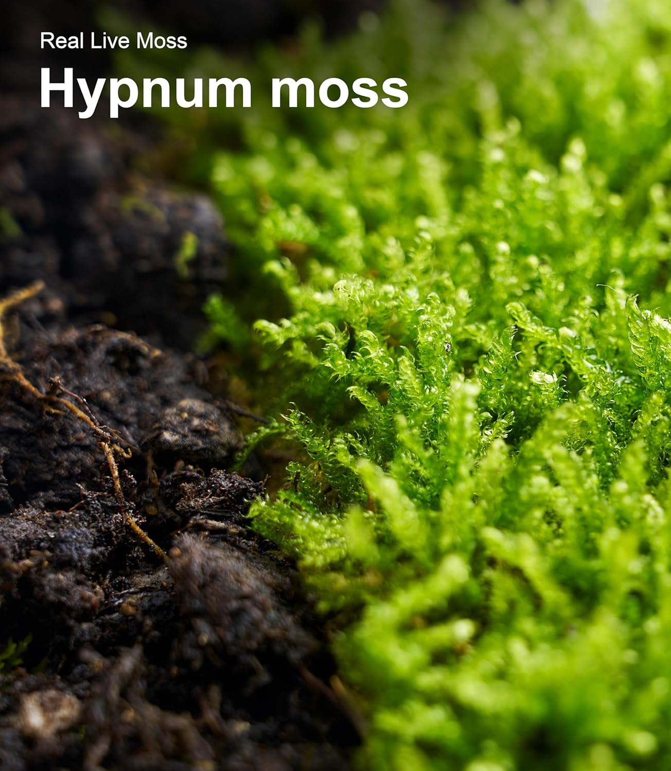 Live Moss Duo Pack 2 Types of Real Live Sheet/Sphagnum Moss for Terrariums, Terrarium Mosses Landscaping, Reptile Tank Accessories, Snake & Gecko Humidity Substrate Mosses for Crafts & Plant Décor