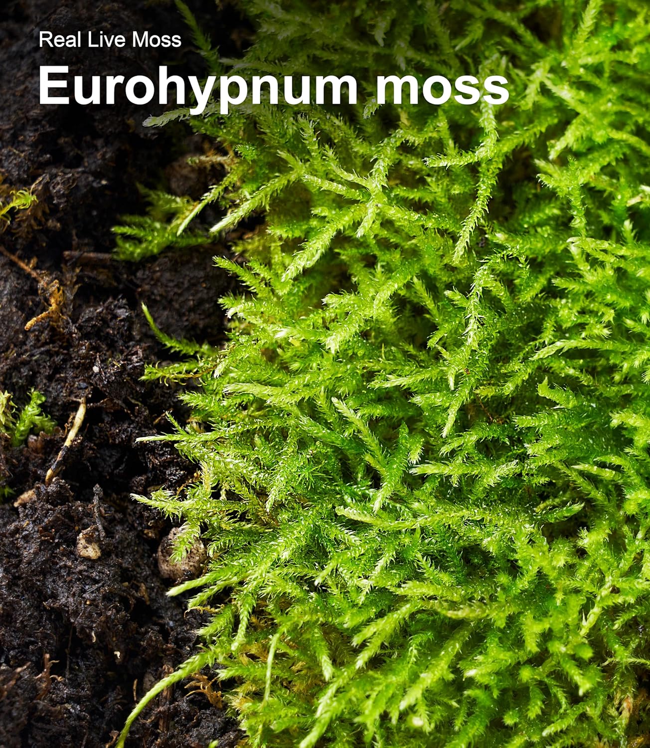 Live Moss Duo Pack 2 Types of Real Live Sheet/Sphagnum Moss for Terrariums, Terrarium Mosses Landscaping, Reptile Tank Accessories, Snake & Gecko Humidity Substrate Mosses for Crafts & Plant Décor